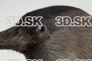 Jackdaw - Corvus monedula 0046